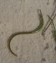 Syngnathus floridae