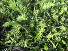 Achillea millefolium