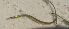 Syngnathus floridae