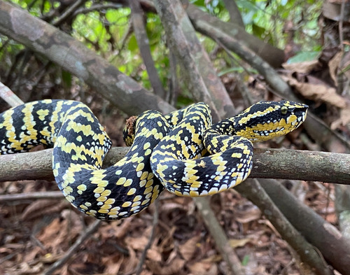 Tropidolaemus wagleri