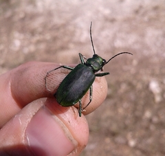 Cicindela obsoleta