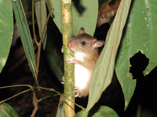 Niviventer cremoriventer observed 2015-05-10