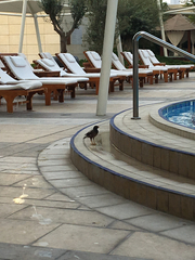 Acridotheres tristis