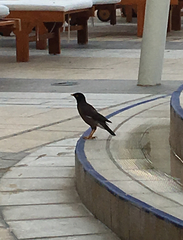 Acridotheres tristis