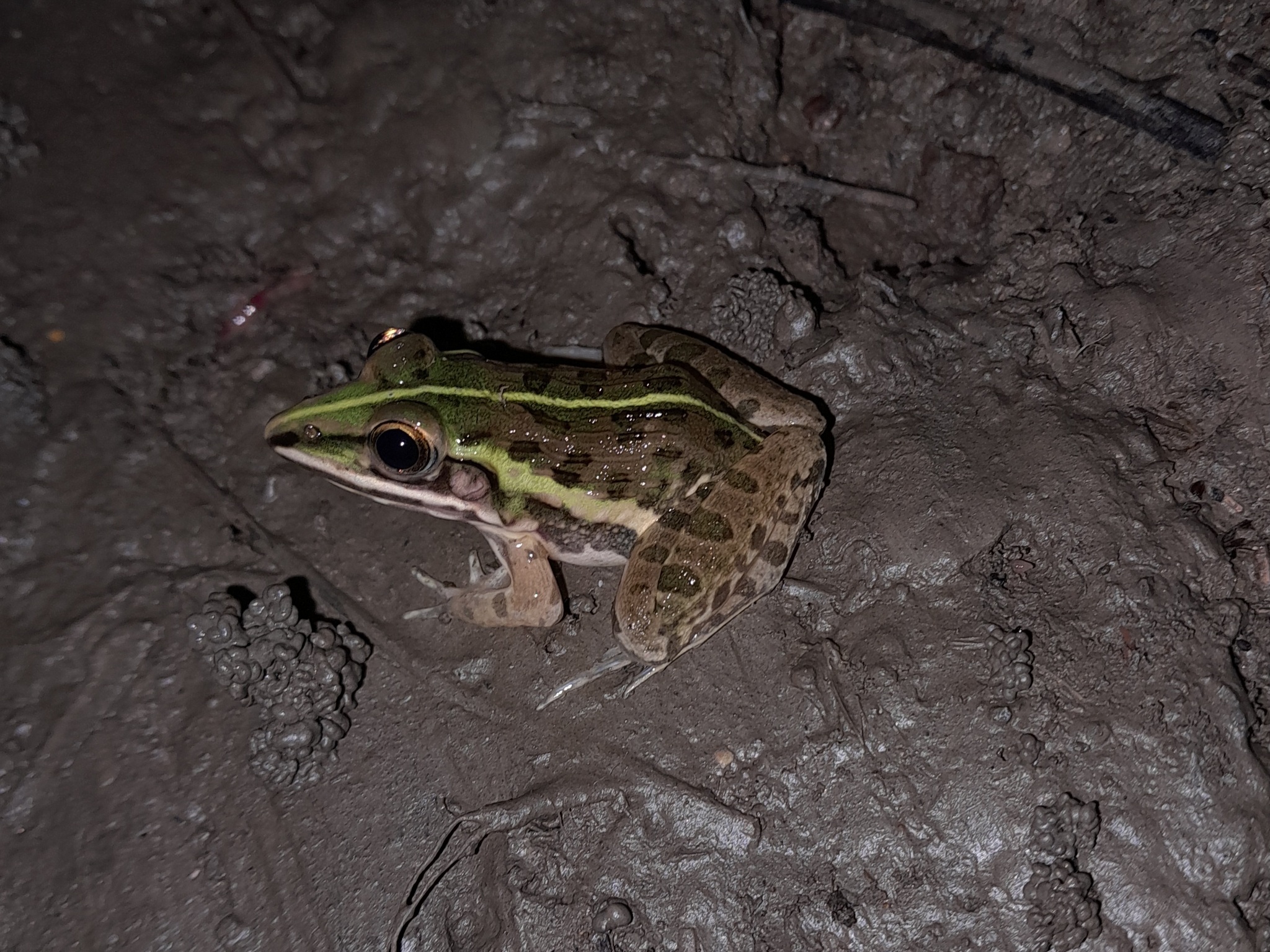 Indian Bull Frog