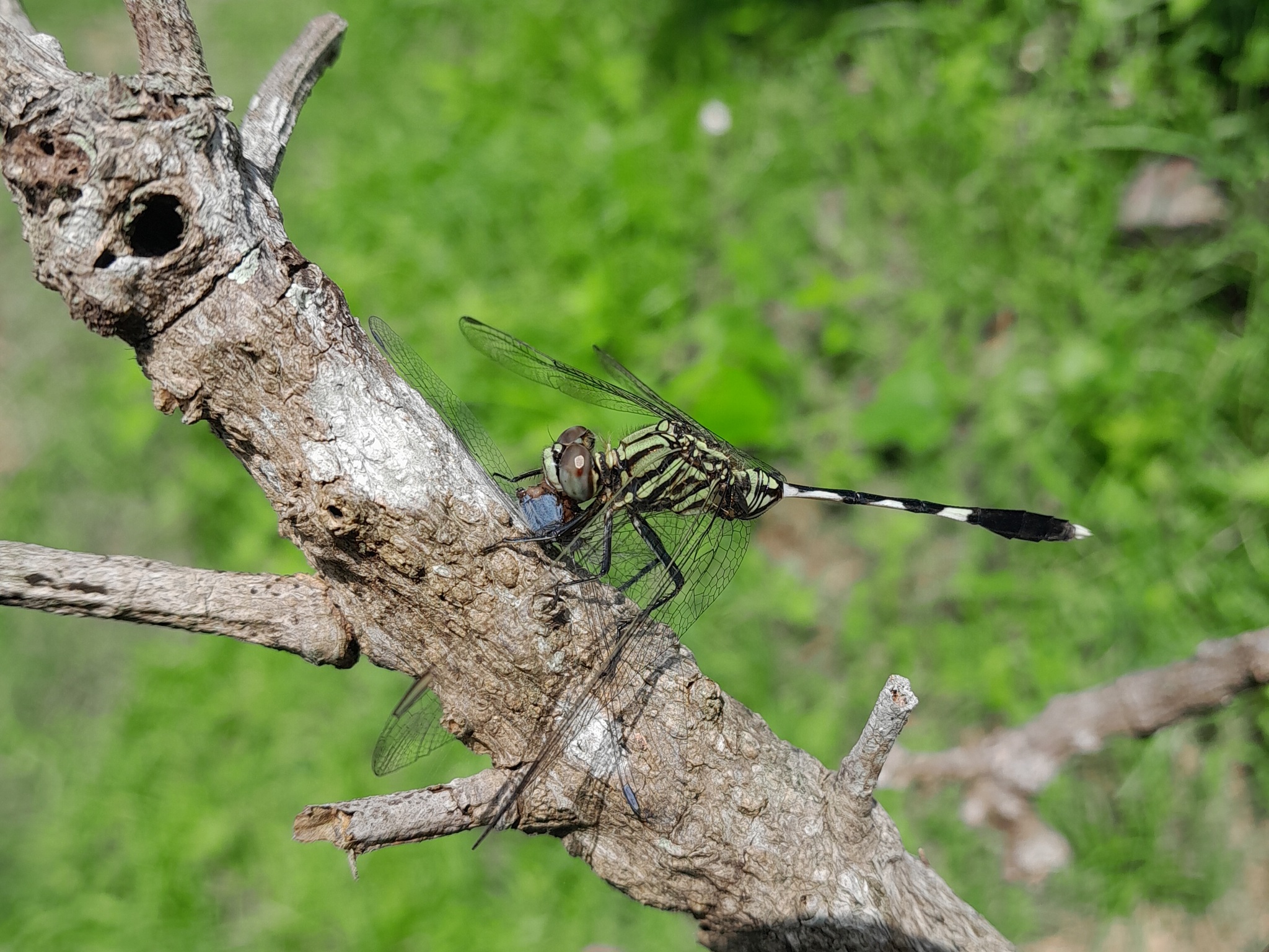 Slender Skimmer