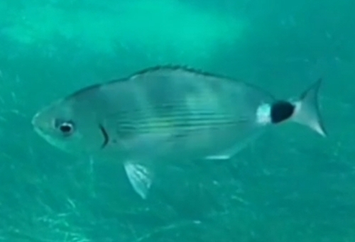 Oblada melanurus