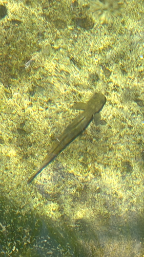 Lentipes concolor observed 2025-07-16