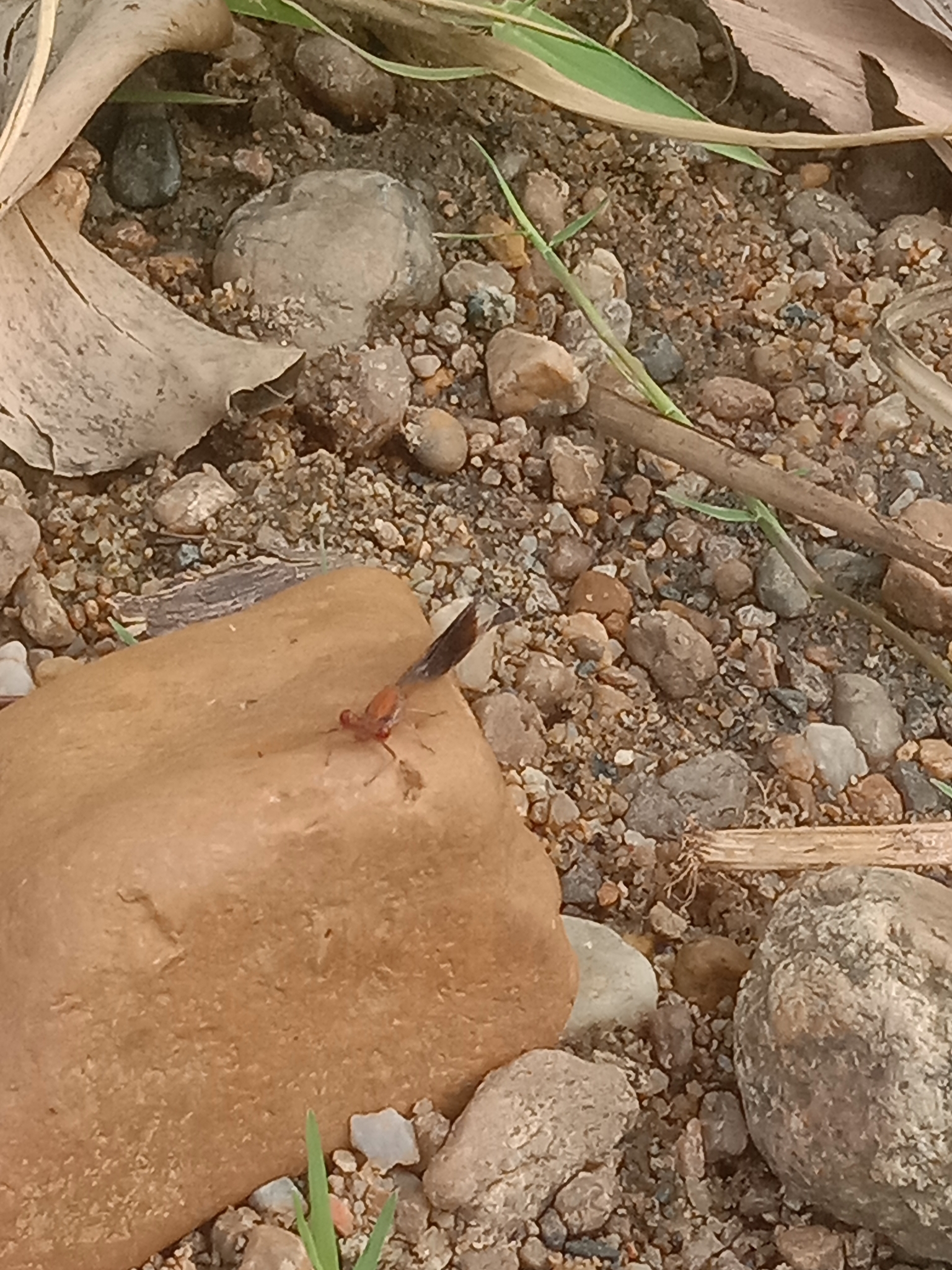 Black-Banded Threadtail