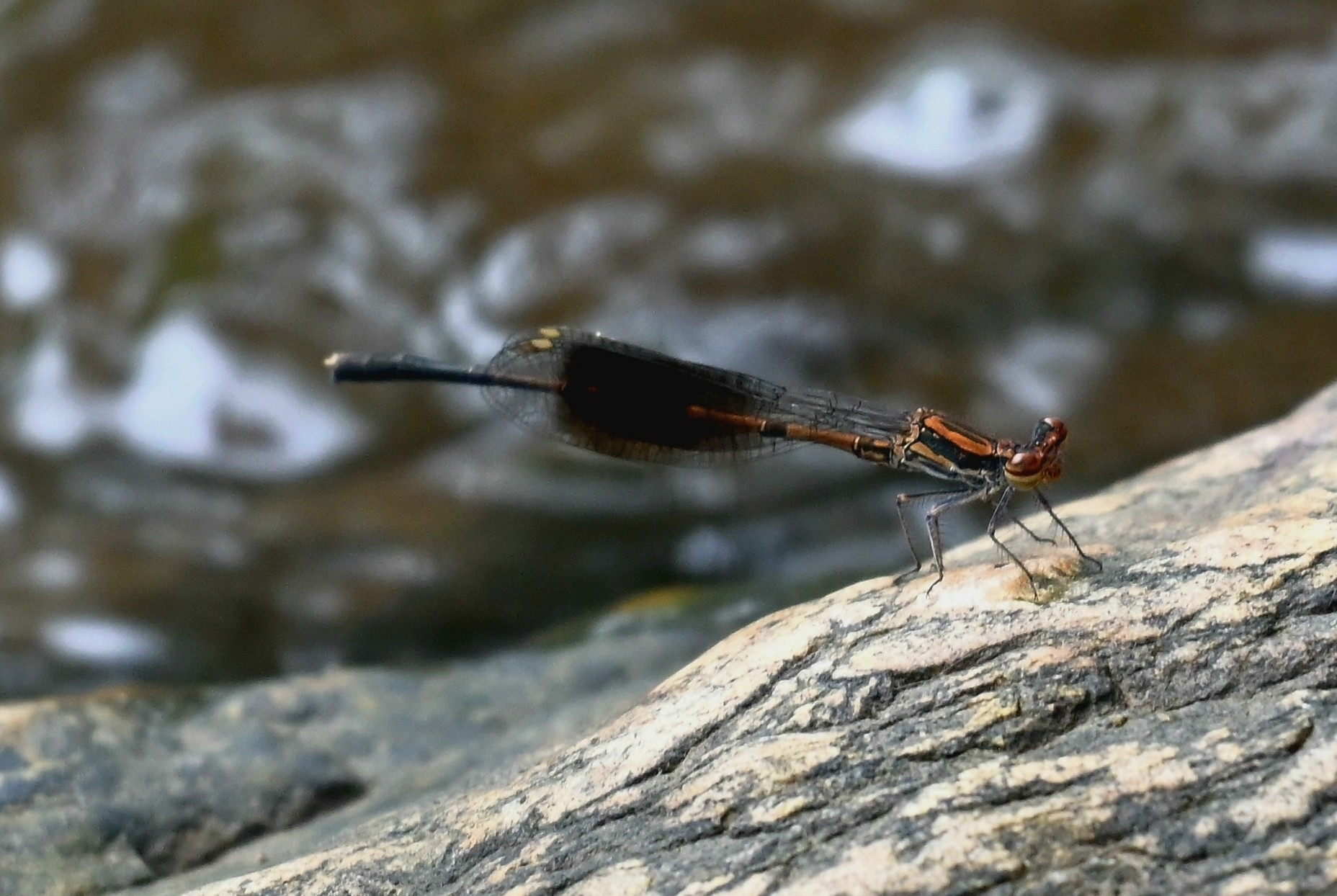 Black-Banded Threadtail