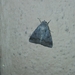 Pandesma