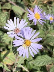 Symphyotrichum