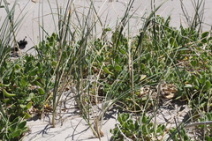 Thinopyrum distichum