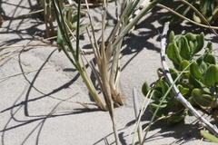 Thinopyrum distichum