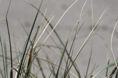 Thinopyrum distichum