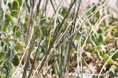 Thinopyrum distichum