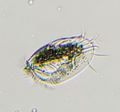 Euplotida