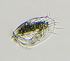 Euplotida