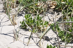 Thinopyrum distichum