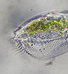 Euplotida