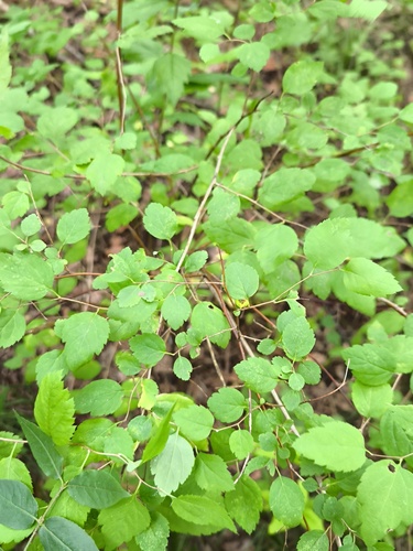 Наблюдение на iNaturalist