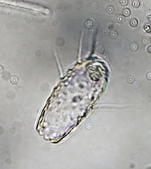 Euglypha