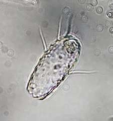 Euglypha