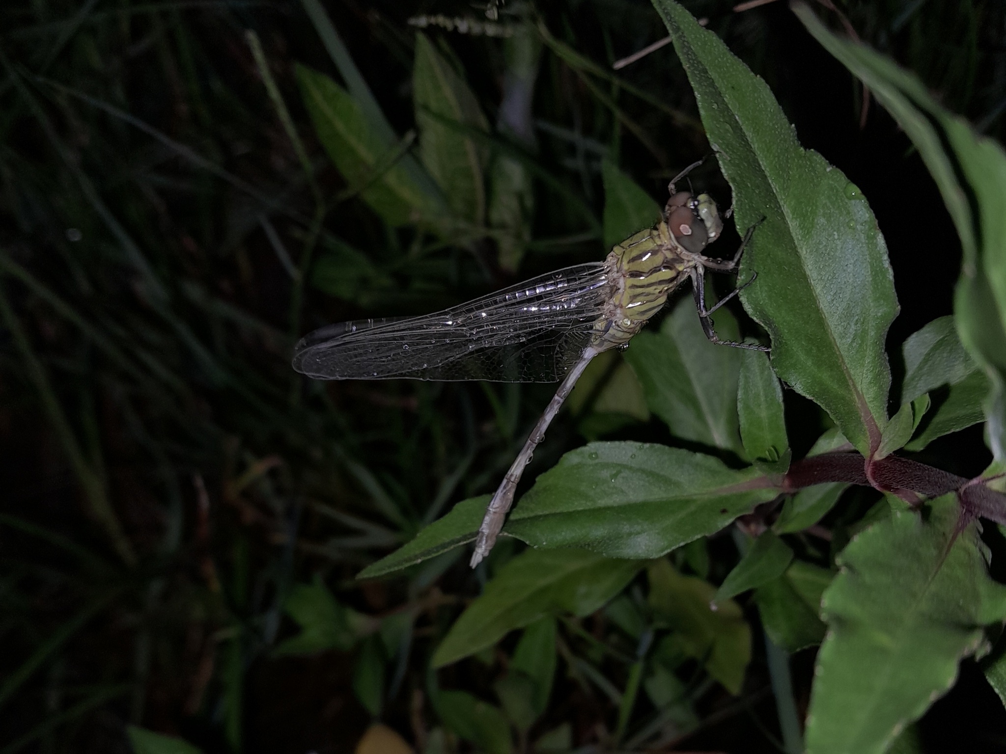 Slender Skimmer