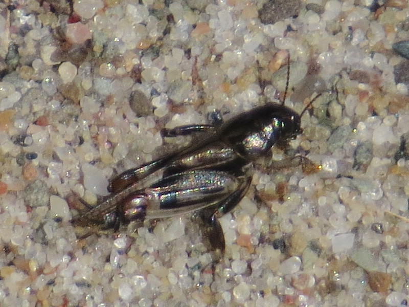Larger Pygmy Mole Grasshopper