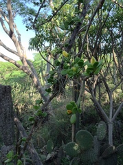 Pereskiopsis rotundifolia