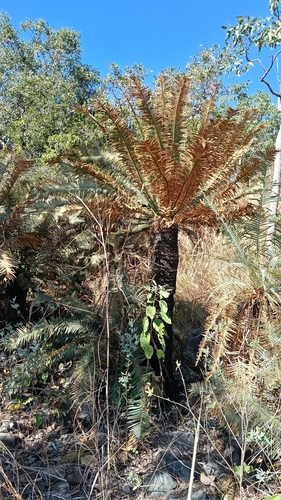 Cycas basaltica (Cycas basaltica)