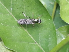 Merosargus