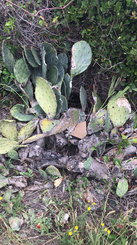 Image of Opuntia tunoidea by (c) Lorien Lucero, some rights reserved (CC BY)