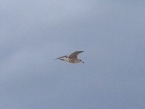 Kamchatka Gull｜堪察加鸥 参考照片