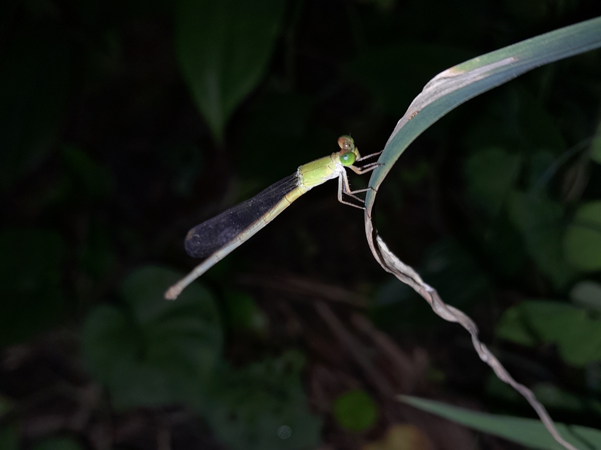Coromandel Marsh Dart