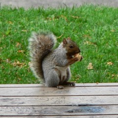 Sciurus carolinensis
