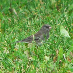 Junco hyemalis