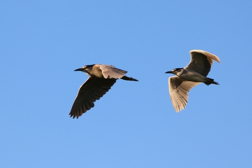 Black-crowned Night Heron photographed in Utah
