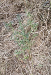 Leucospora multifida