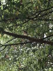 Mimus polyglottos