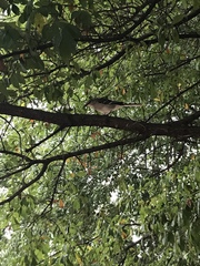 Mimus polyglottos