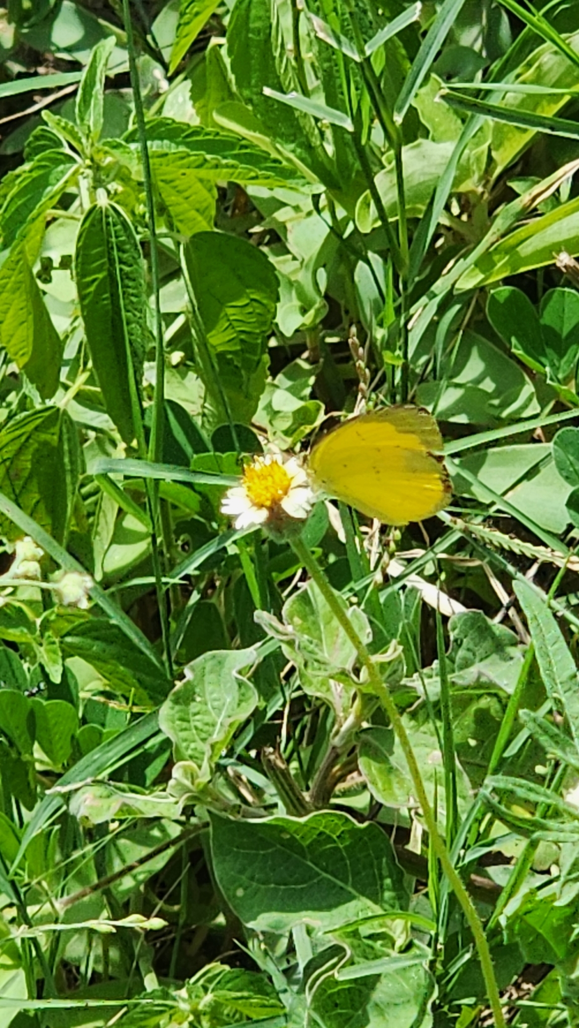 Common Grass Yellow