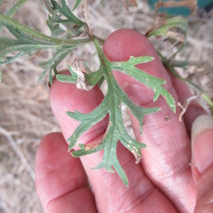 Leucospora multifida