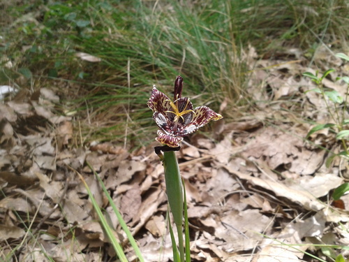 Tigridia vanhouttei