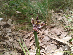 Tigridia vanhouttei