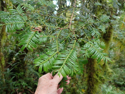 Pectinopitys standleyi (Pectinopitys standleyi)