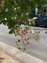 Lagerstroemia