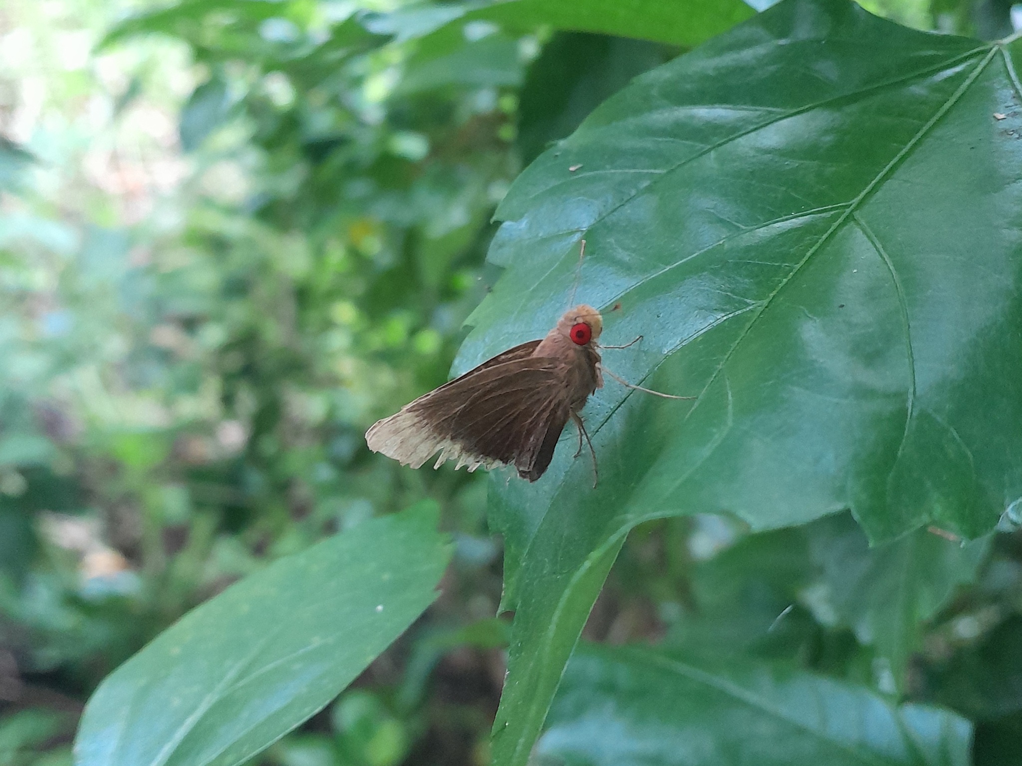 Common Branded Redeye