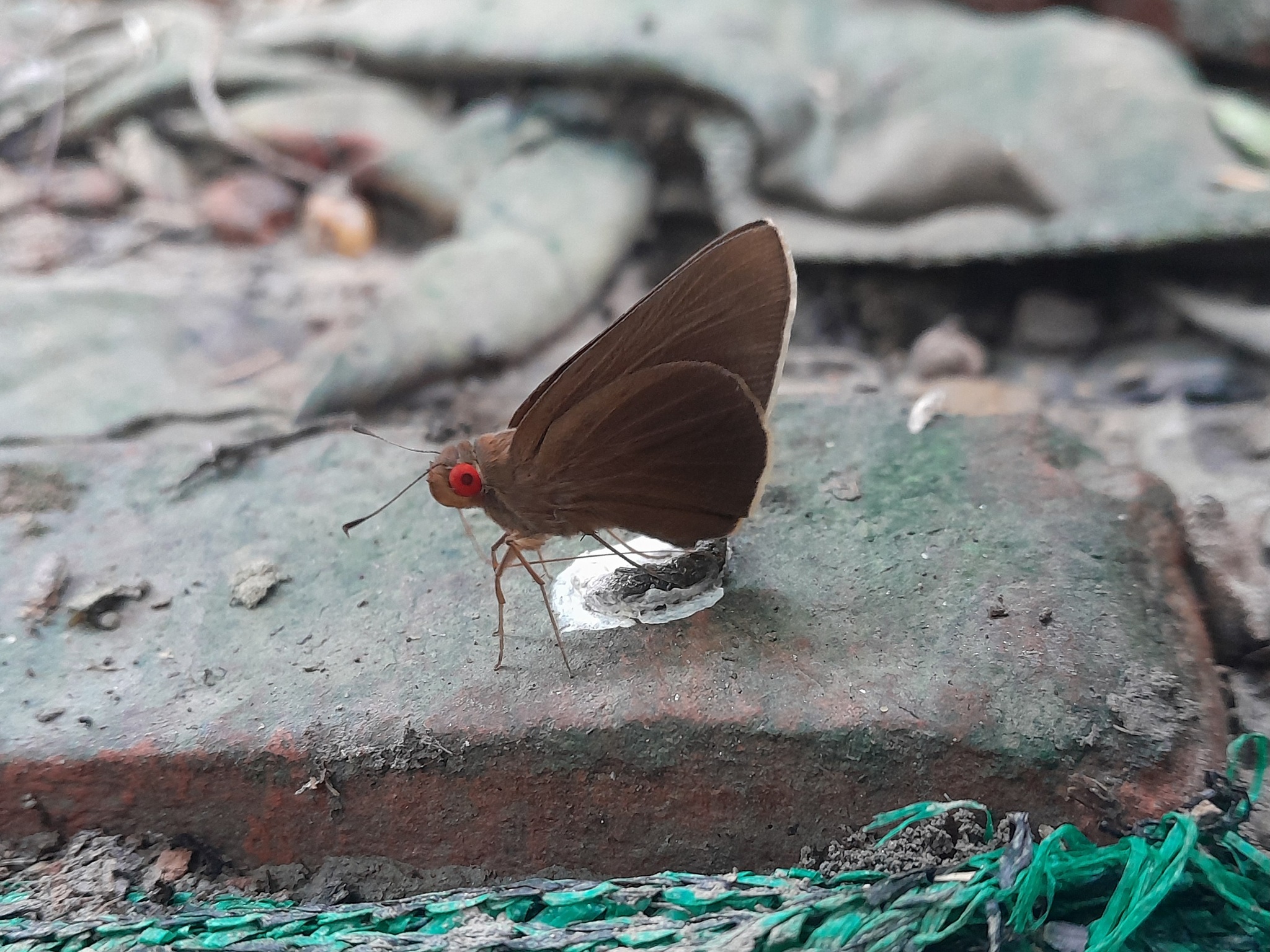 Common Branded Redeye