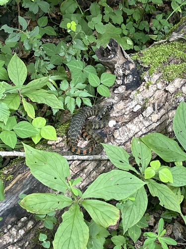 Chinese Tiger Keelback